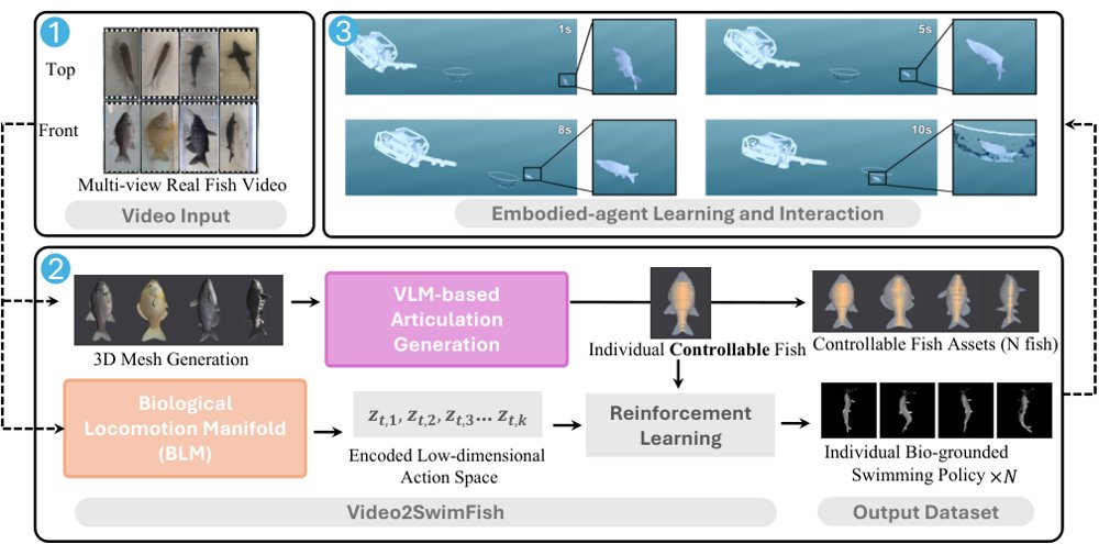 Video2SwimFish: An Automated Pipeline for Reconstructing Controllable Fish Models and Biological Locomotion from Real Fish Videos Figure 1