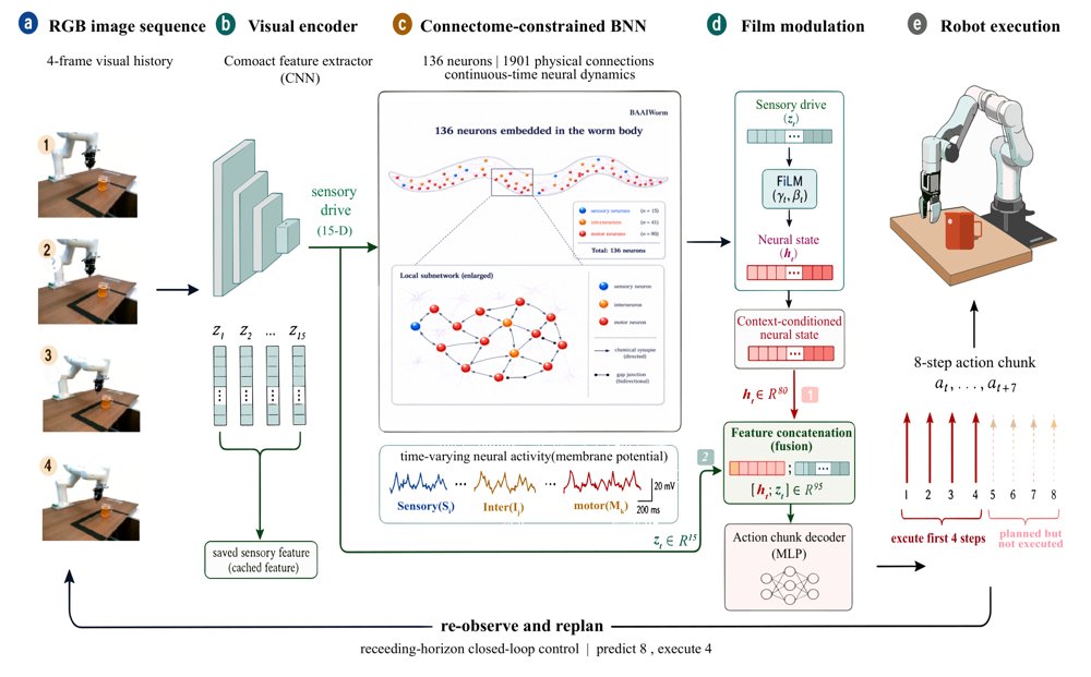 A Biophysically Detailed C. elegans Circuit as a Task-Agnostic Dynamical Core for Visually Robust Robot Manipulation Figure 1