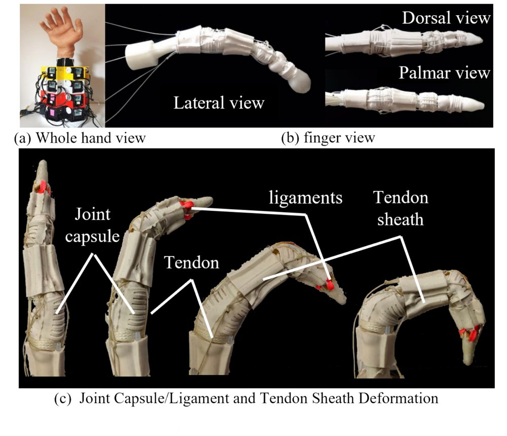 Learning a Resolution-Consistent Jacobian Field for Bio-Inspired Rigid-Soft Finger Figure 1