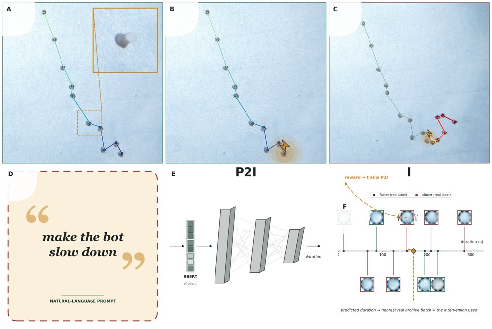 Toward Controlling Biology with Language:Offline Learning of Prompt-Conditioned Interventions for Cells, Organoids, and Biobots Figure 1