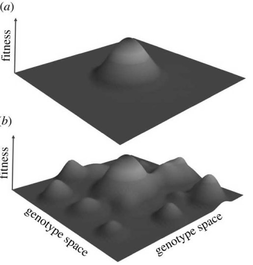 Mathematical Model of Evolution of Non-Degenerate Replicator Systems Figure 1