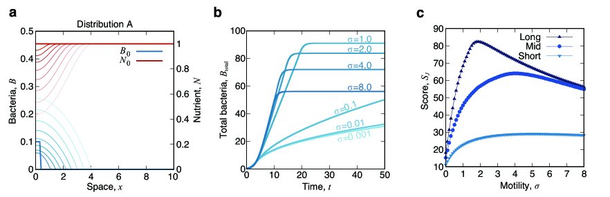 Model-based optimization of bacterial motility strategies for maximizing population yield Figure 1