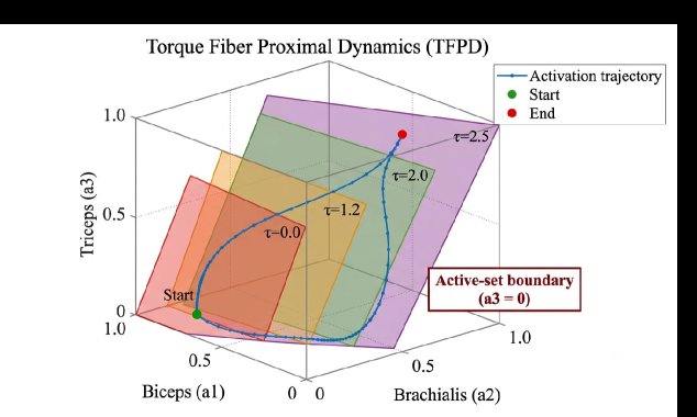 A Tuning-Free Variational Framework for Muscle Redundancy Resolution: Torque Fiber Proximal Dynamics with Active-Set Switching and EMG-Validated Activation Prediction Figure 1