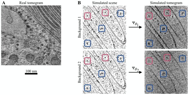 The microscope is the mask: privileged views and labels from a cryo-ET forward model Figure 1