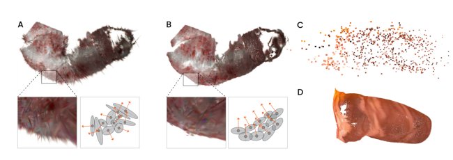 Gaussian Pancakes: Geometrically-Regularized 3D Gaussian Splatting for Realistic Endoscopic Reconstruction Figure 1