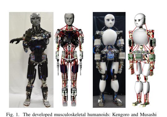 Characteristics, Management, and Utilization of Muscles in Musculoskeletal Humanoids Figure 1
