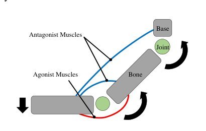 Exceeding the Maximum Speed Limit of the Joint Angle for the Redundant Tendon-driven Structures of Musculoskeletal Humanoids Figure 1