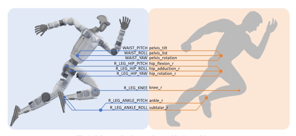 Biomechanical Comparisons Reveal Divergence of Human and Humanoid Gaits Figure 1