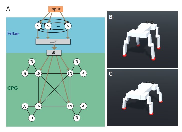 Central pattern generators evolved for real-time adaptation Figure 1