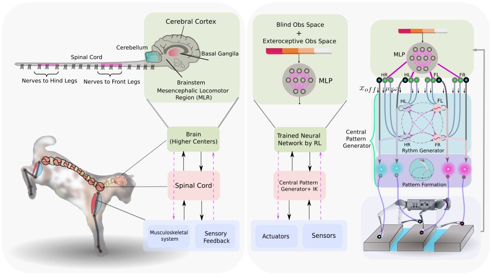 DeepTransition: Viability Leads to the Emergence of Gait Transitions in Learning Anticipatory Quadrupedal Locomotion Skills Figure 1