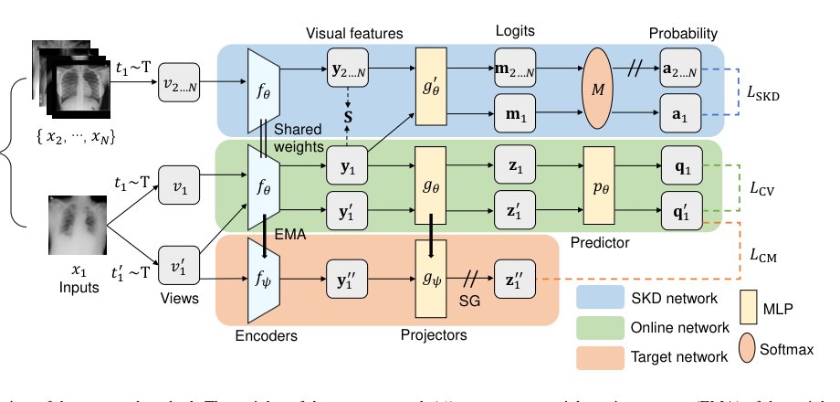 Self-Knowledge Distillation based Self-Supervised Learning for Covid-19 Detection from Chest X-Ray Images Figure 1