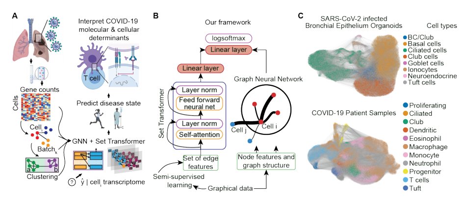 Gaining insight into SARS-CoV-2 infection and COVID-19 severity using self-supervised edge features and Graph Neural Networks Figure 1
