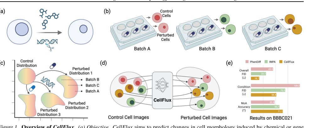 CellFlux: Simulating Cellular Morphology Changes via Flow Matching Figure 1