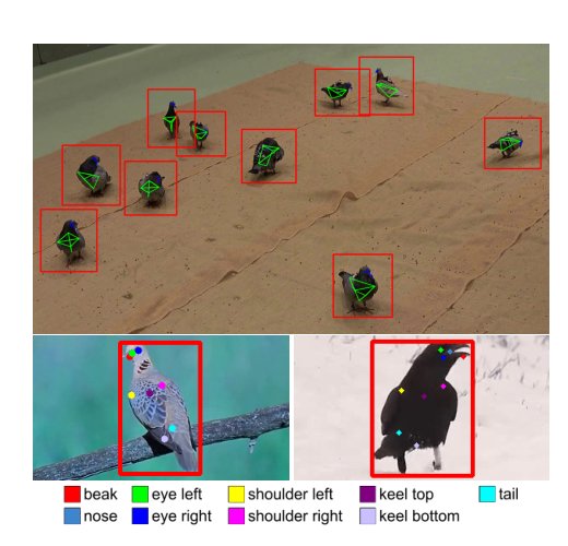 Towards Texture- And Shape-Independent 3D Keypoint Estimation in Birds Figure 1