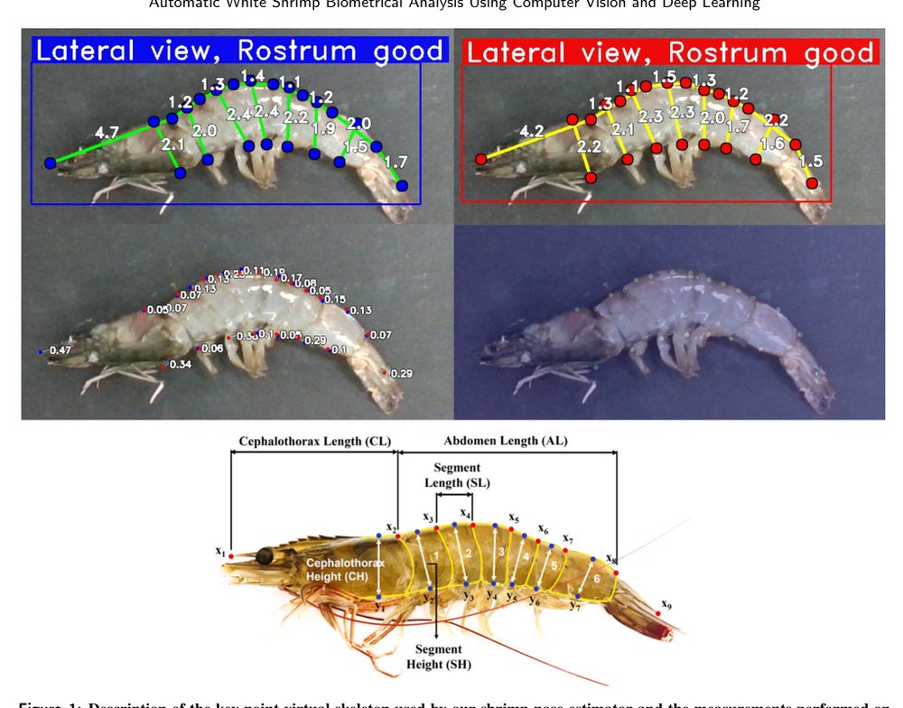 IMASHRIMP: Automatic White Shrimp (Penaeus vannamei) Biometrical Analysis from Laboratory Images Using Computer Vision and Deep Learning Figure 1