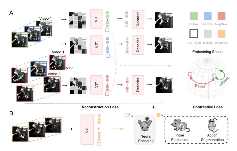 Self-supervised pretraining of vision transformers for animal behavioral analysis and neural encoding Figure 1