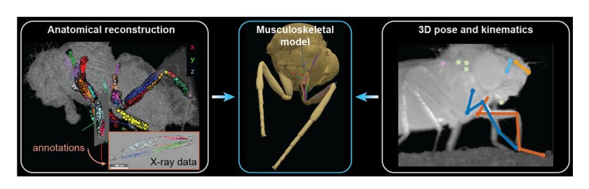Musculoskeletal simulation of limb movement biomechanics in Drosophila melanogaster Figure 1