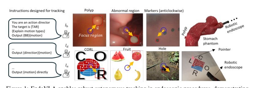 EndoVLA: Dual-Phase Vision-Language-Action for Precise Autonomous Tracking in Endoscopy