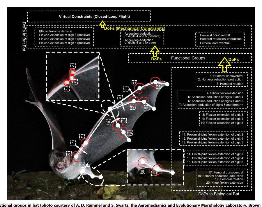 A biomimetic robotic platform to study flight specializations of bats Figure 1