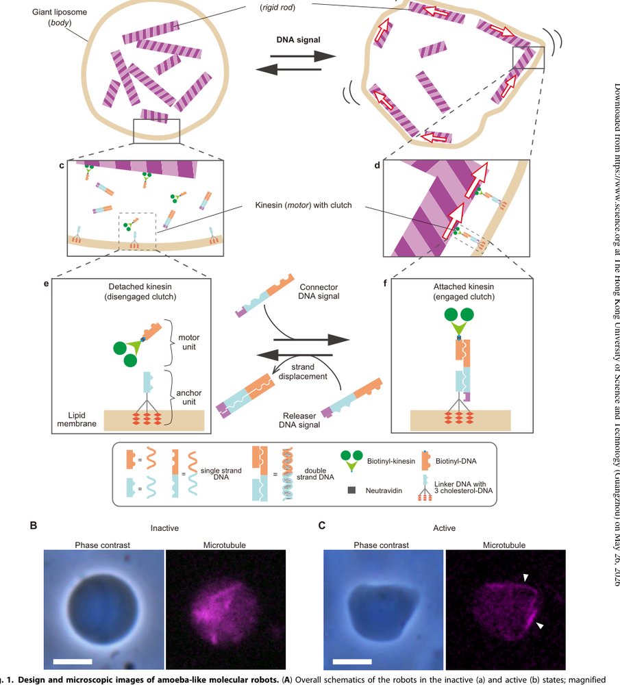 Micrometer-sized molecular robot changes its shape in response to signal molecules Figure 1