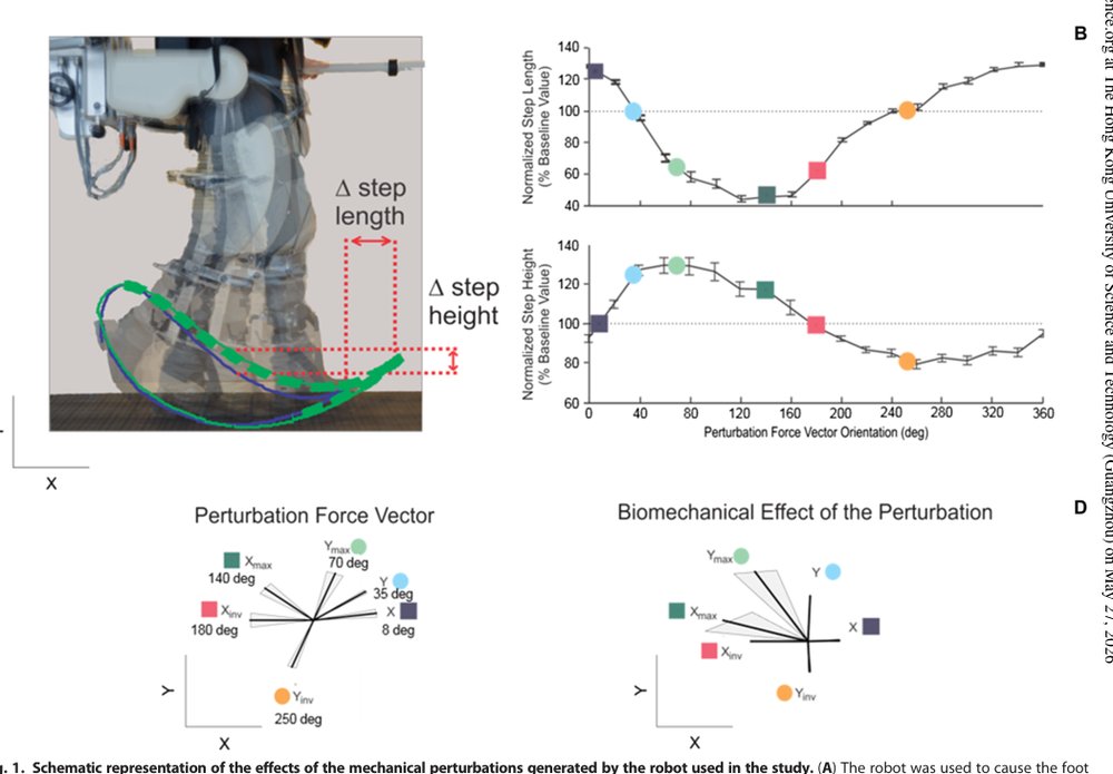 Robot-induced perturbations of human walking reveal a selective generation of motor adaptation Figure 1
