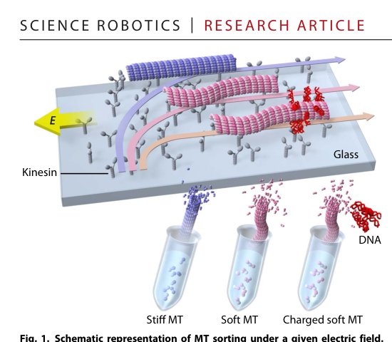 Control of molecular shuttles by designing electrical and mechanical properties of microtubules Figure 1