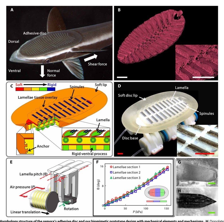 A biorobotic adhesive disc for underwater hitchhiking inspired by the remora suckerfish Figure 1
