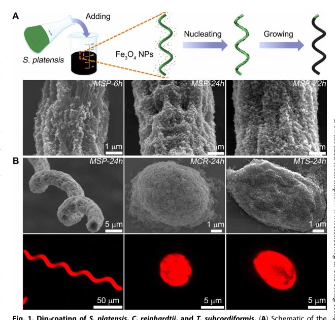 Multifunctional biohybrid magnetite microrobots for imaging-guided therapy Figure 1