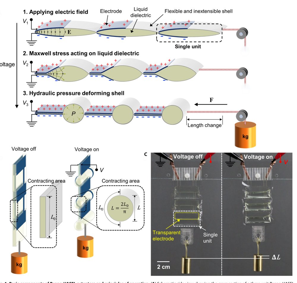 Peano-HASEL actuators: Muscle-mimetic, electrohydraulic transducers that linearly contract on activation Figure 1