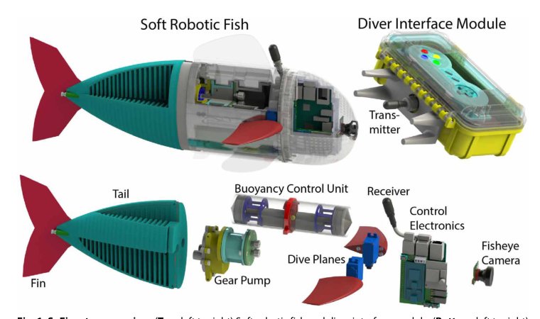 Exploration of underwater life with an acoustically controlled soft robotic fish Figure 1