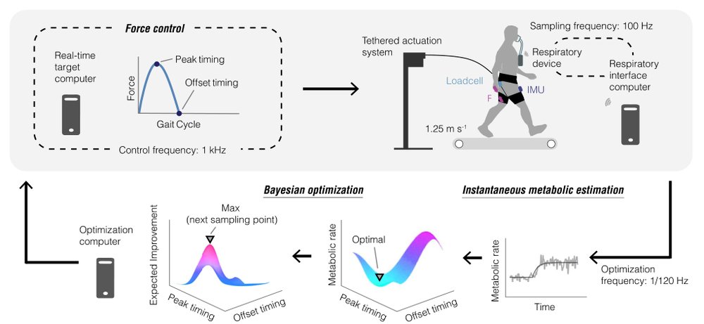 Human-in-the-loop optimization of hip assistance with a soft exosuit during walking Figure 1