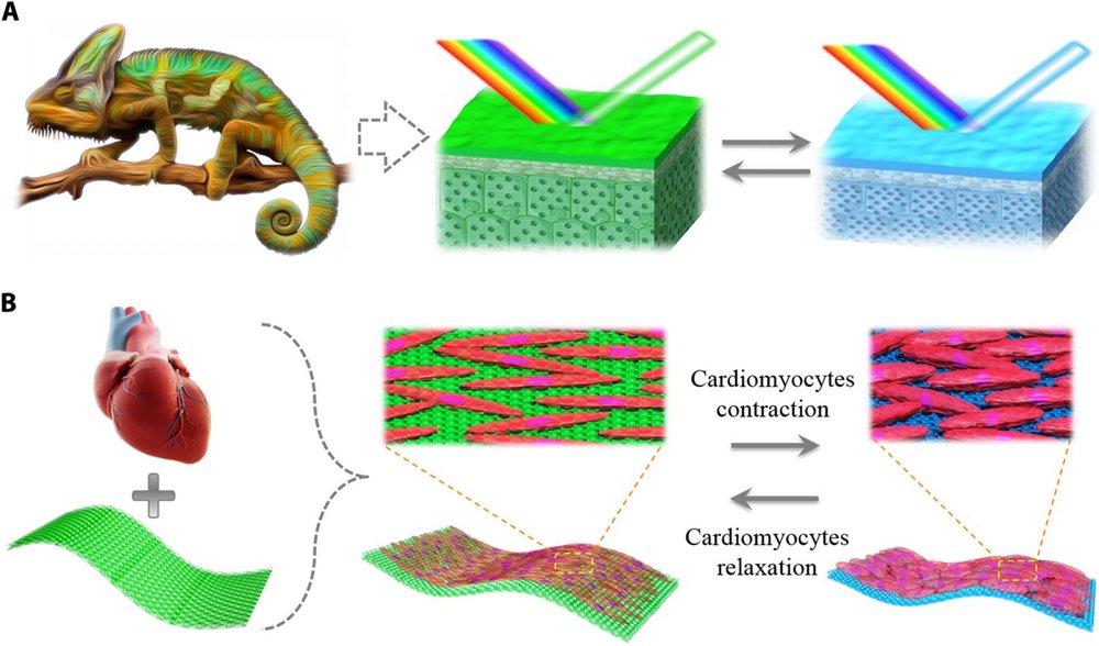 Bioinspired living structural color hydrogels Figure 1