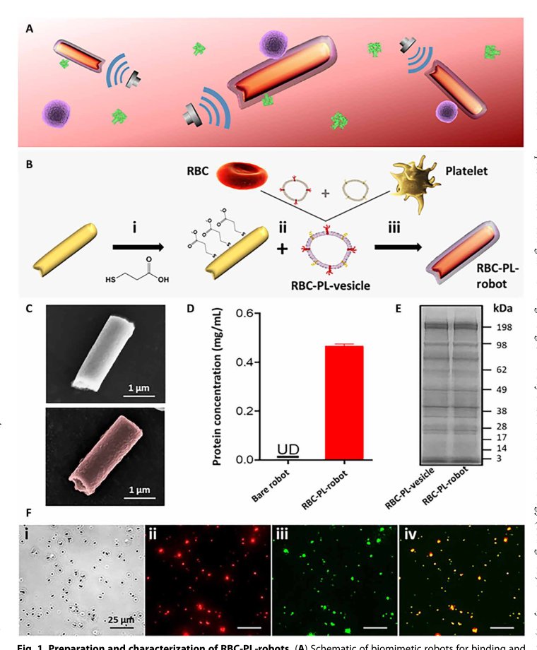 Hybrid biomembrane–functionalized nanorobots for concurrent removal of pathogenic bacteria and toxins Figure 1