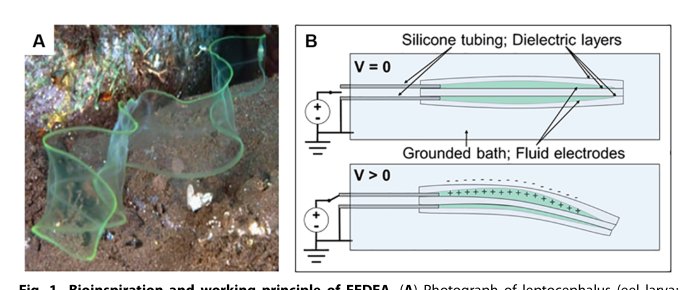 Translucent soft robots driven by frameless fluid electrode dielectric elastomer actuators Figure 1