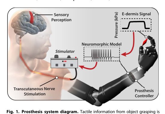 Prosthesis with neuromorphic multilayered e-dermis perceives touch and pain Figure 1