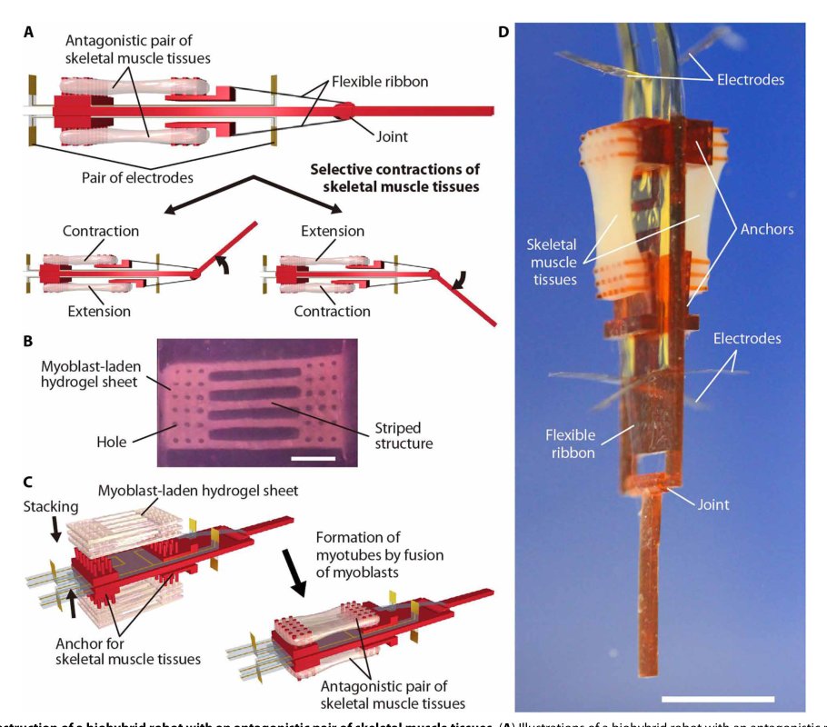 Biohybrid robot powered by an antagonistic pair of skeletal muscle tissues Figure 1