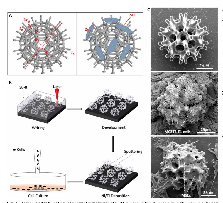 Development of a magnetic microrobot for carrying and delivering targeted cells Figure 1