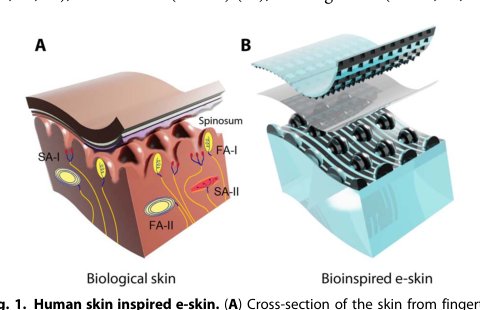 A hierarchically patterned, bioinspired e-skin able to detect the direction of applied pressure for robotics Figure 1