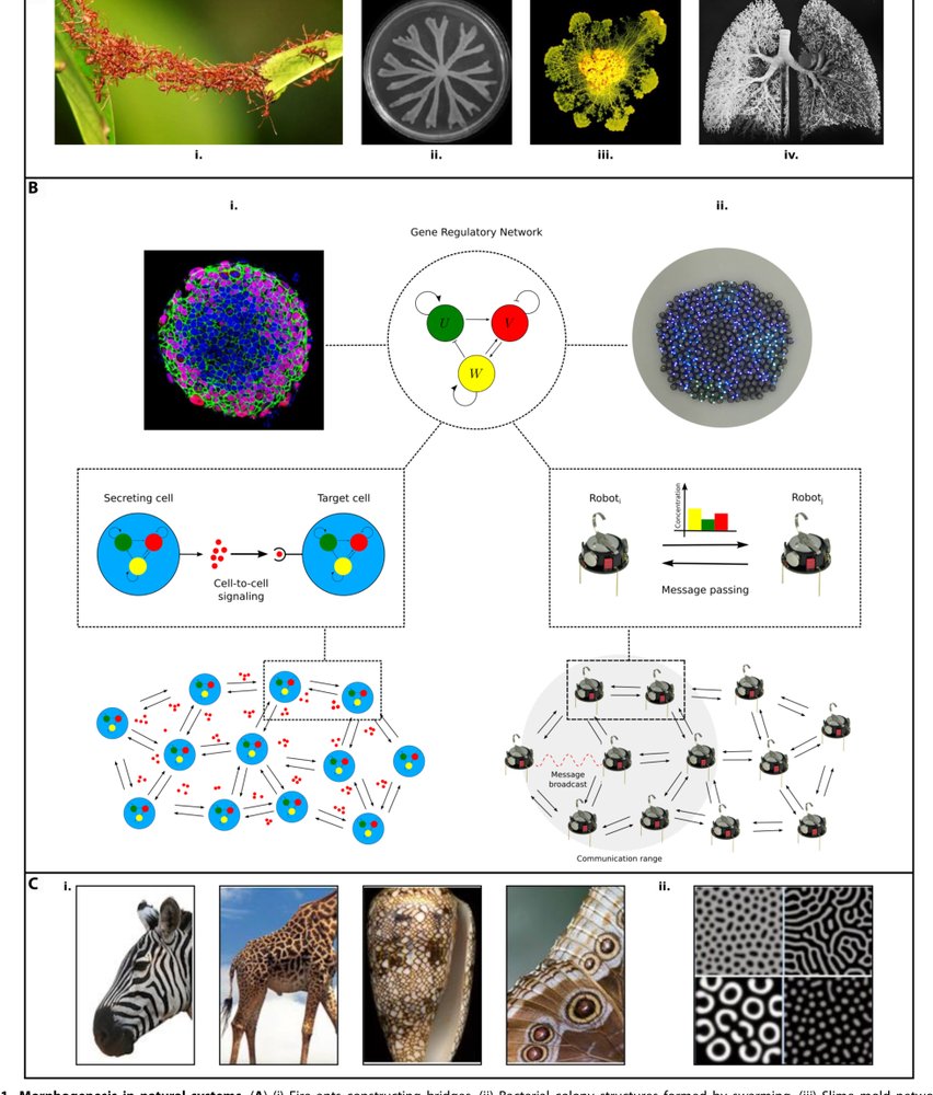 Morphogenesis in robot swarms Figure 1