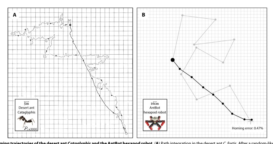 AntBot: A six-legged walking robot able to home like desert ants in outdoor environments Figure 1