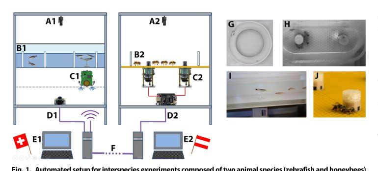 Robots mediating interactions between animals for interspecies collective behaviors Figure 1