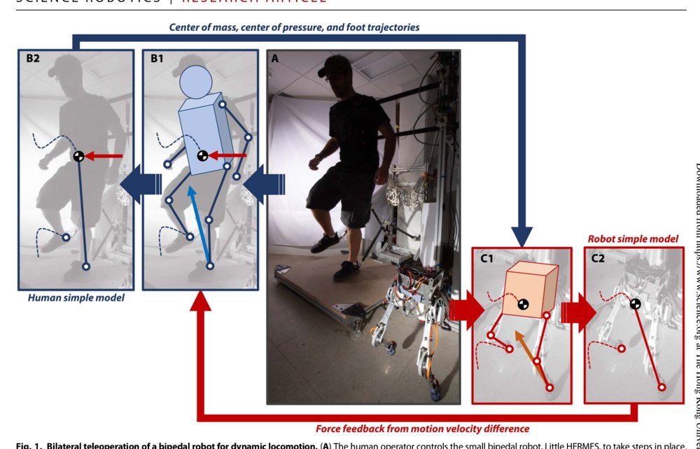 Dynamic locomotion synchronization of bipedal robot and human operator via bilateral feedback teleoperation Figure 1