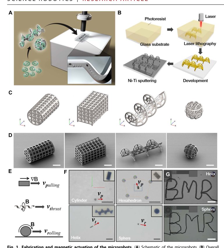 Magnetically actuated microrobots as a platform for stem cell transplantation Figure 1