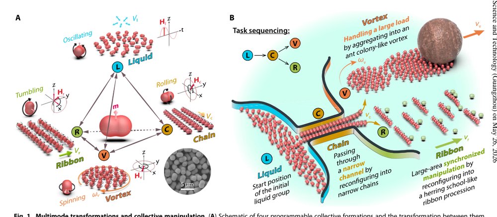 Reconfigurable magnetic microrobot swarm: Multimode transformation, locomotion, and manipulation Figure 1