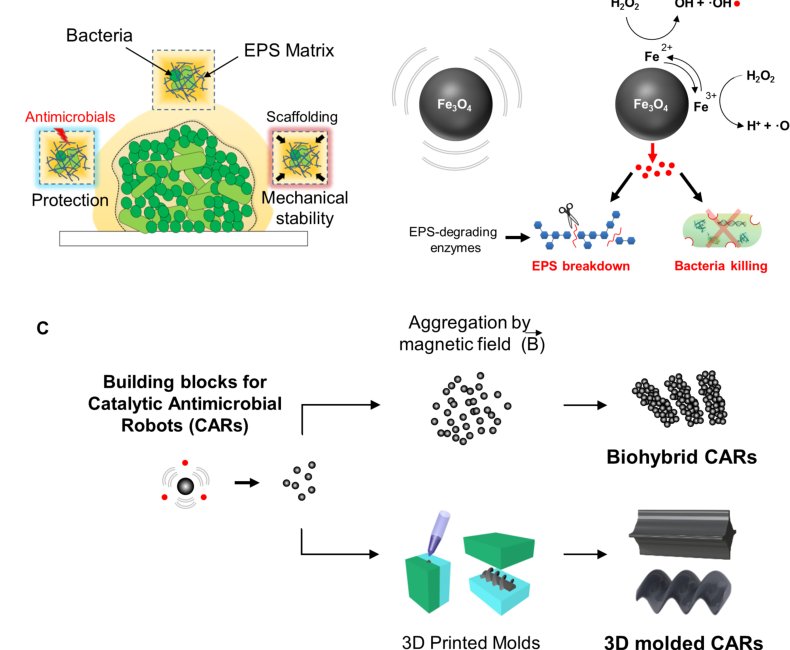 Catalytic antimicrobial robots for biofilm eradication Figure 1