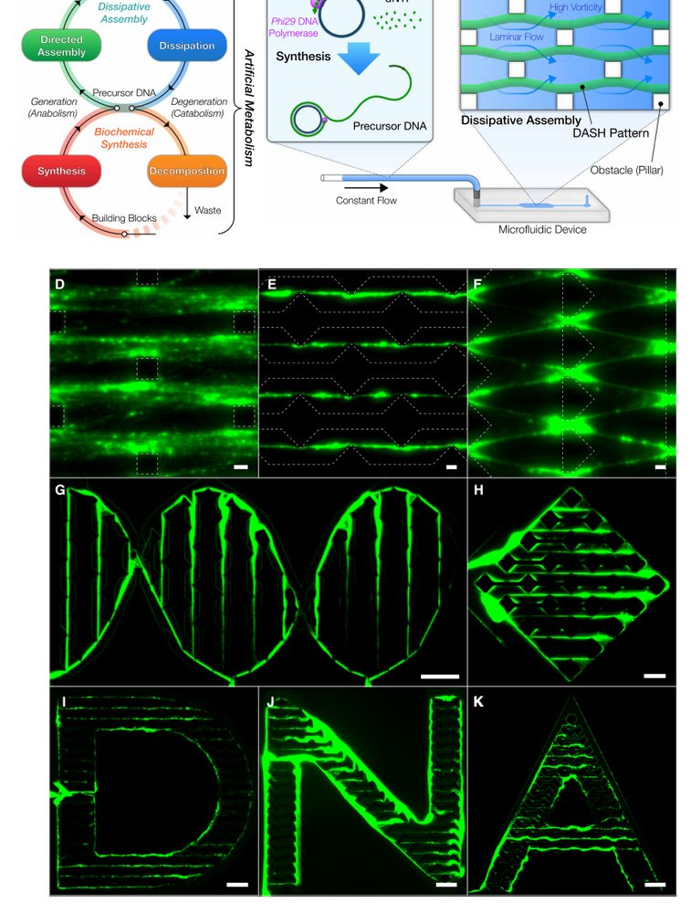 Dynamic DNA material with emergent locomotion behavior powered by artificial metabolism Figure 1
