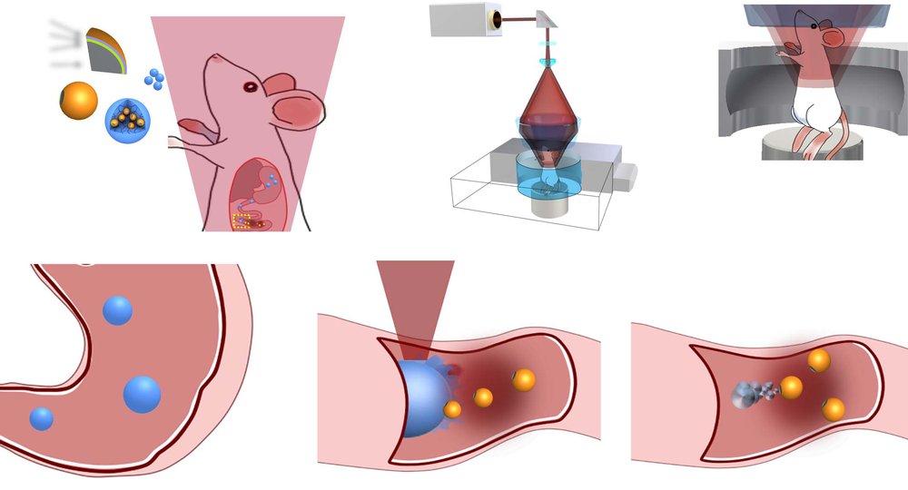 A microrobotic system guided by photoacoustic computed tomography for targeted navigation in intestines in vivo Figure 1
