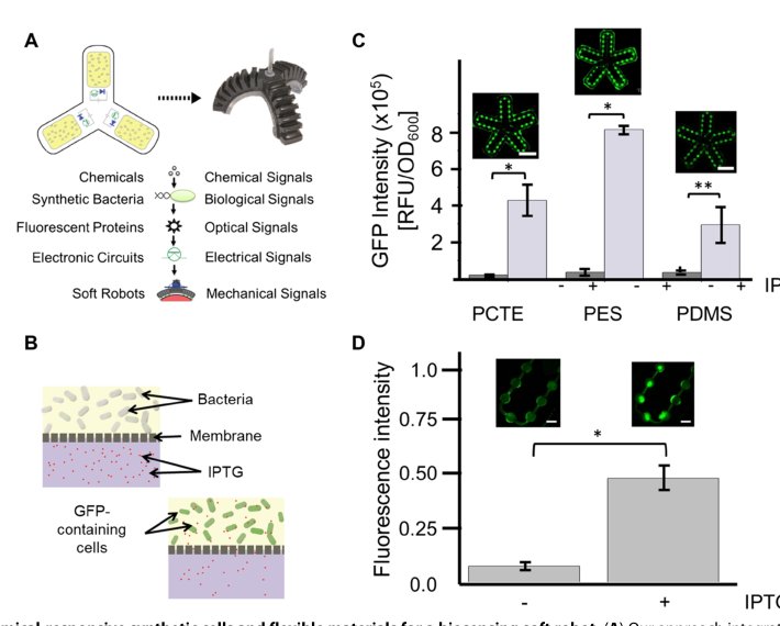 A biosensing soft robot: Autonomous parsing of chemical signals through integrated organic and inorganic interfaces Figure 1