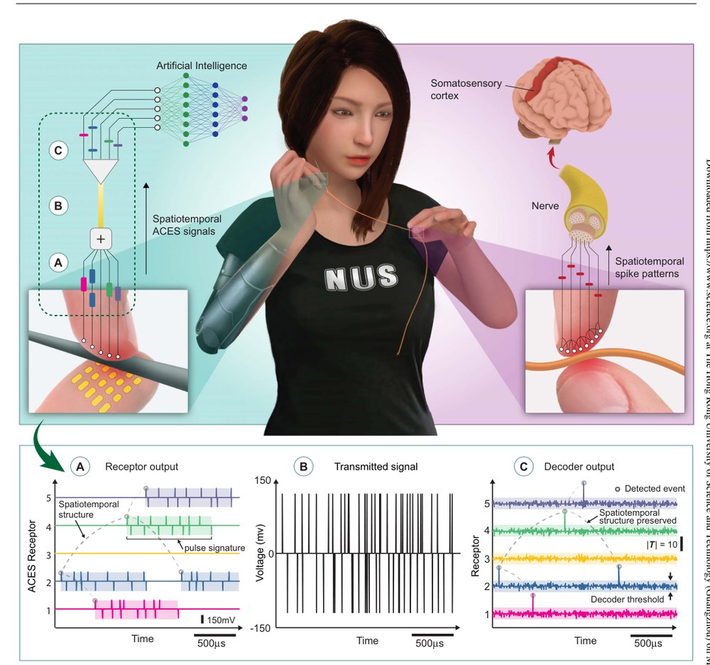 A neuro-inspired artificial peripheral nervous system for scalable electronic skins Figure 1