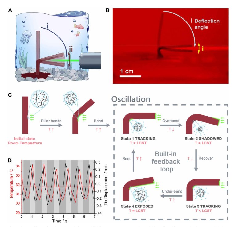 Soft phototactic swimmer based on self-sustained hydrogel oscillator Figure 1